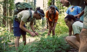 Learn all about plants from your knowledgeable guide during the Yosemite 3 day Escape